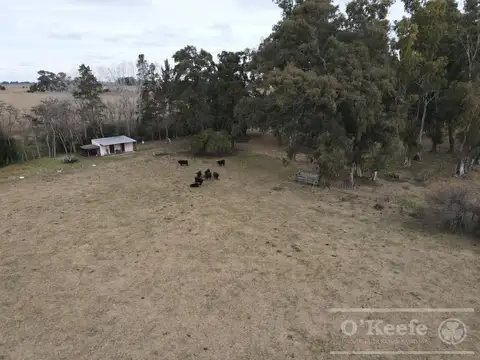 Chacra en venta de 20 Has sobre Ruta 3 - Combina producción y descanso  - Las Flores