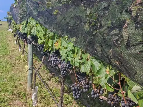 Terreno en Venta en Yacanto Calamuchita, USD 47.000