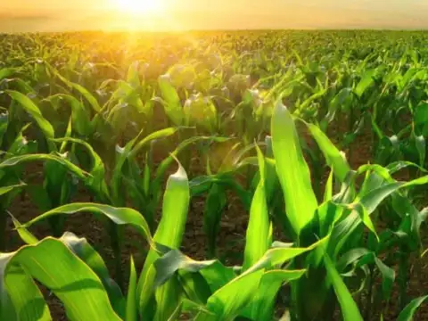 Campo en  venta - 20 HA