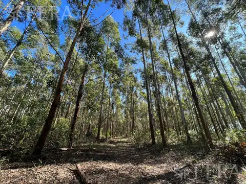 Venta de Campos en Santa Rosa - Concepción - Corrientes