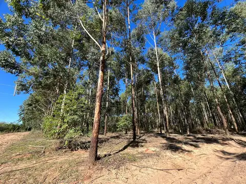 Venta de Campos en Santa Rosa - Concepción - Corrientes