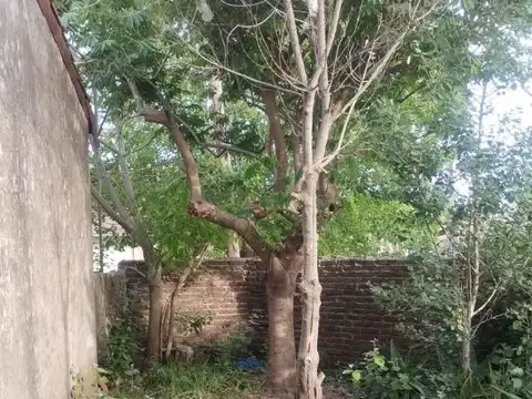 Remedios De Escalada De San Martin 1985