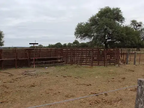 Campo en Venta Ganadero