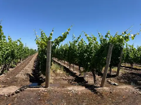 VENTA FINCA EN PEDRIEL LUJAN DE CUYO 