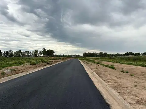 mercedes y las oquideas