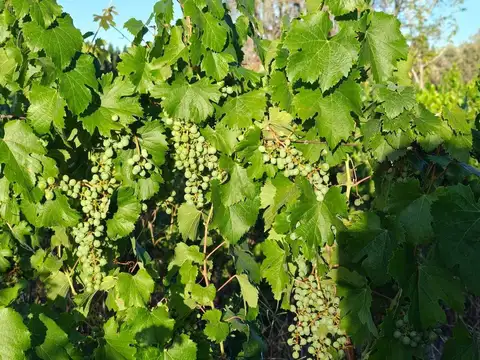 Terreno en Venta de 40000,0 m2