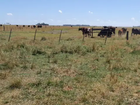Campo en Venta en Dolores, Partido de Dolores