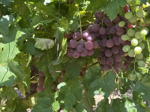 Terreno en Venta de 42000,0 m2