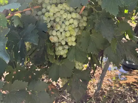 Terreno en Venta de 42000,0 m2