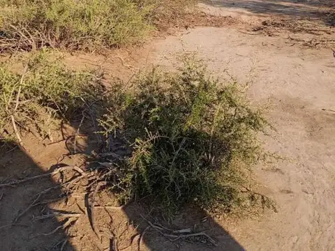 CAMPO DE 10 HECTAREAS EN VENTA LAVALLE (FRACCION G)