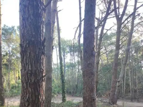 Terreno en Venta en Carilo, USD 90.000