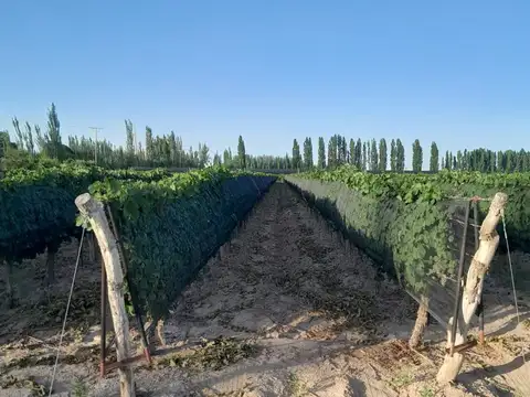 FINCA. VENTA. MEDRANO. JUNIN. 19 Ha 4.147m2