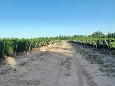 FINCA. VENTA. MEDRANO. JUNIN. 19 Ha 4.147m2