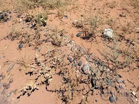 Galpon en Alquiler en Añelo, USD 6.000