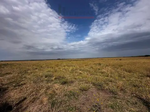 Campo de 300has en Venta a 25 minutos de Bahía Blanca
