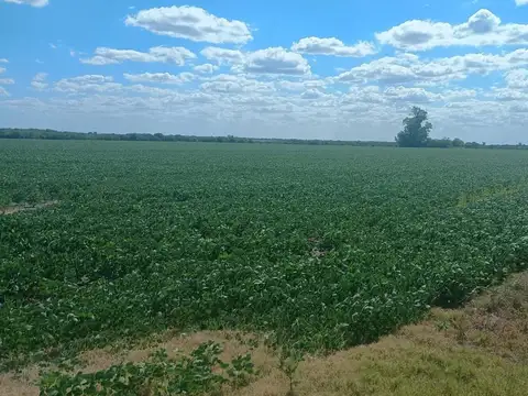 VENDO 170 has Sauce de Luna