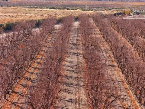 Campo en Venta Fruticola