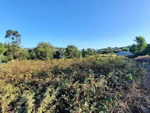 Los Olivares 400
