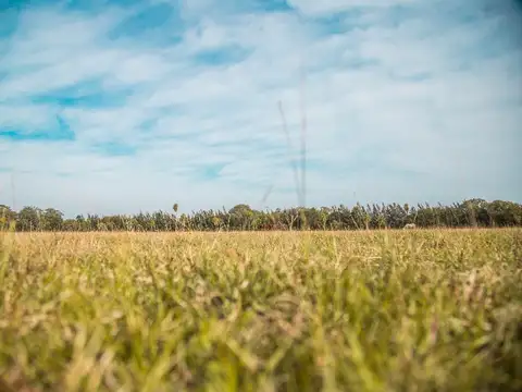 HARAS CLUB DE CAMPO 100