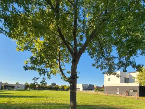 Lote interno El Cazal