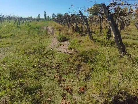 VENTA DE FINCA 12 HA, LA PEGA, LAVALLE. ID: 319764