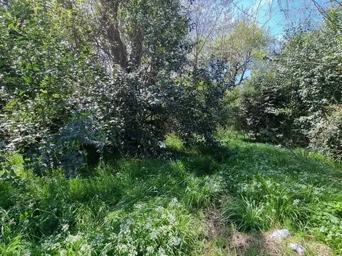 Terreno en Venta 20  mts Frente