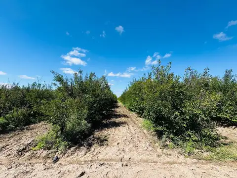 Venta Finca en producción 48,28has, San Martin