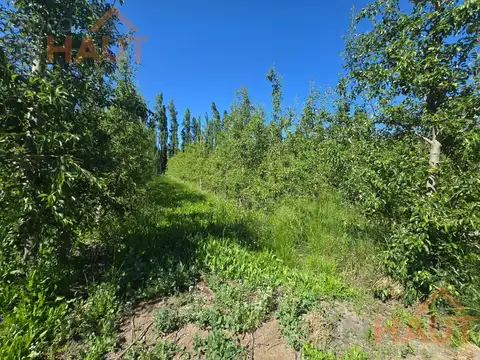 Chacra en venta Cipolletti Ferri