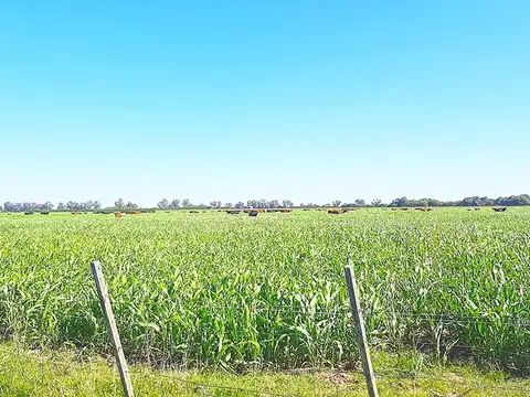 Campo en Venta Agrícola