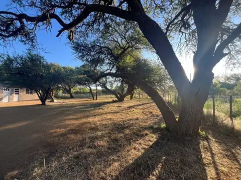 Benteveo & Paloma Torcaza