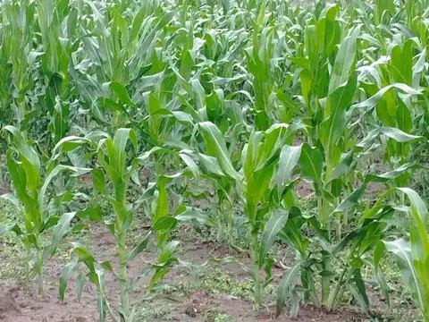 Campo - Tintina