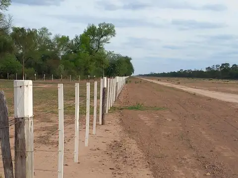 Campo - Tintina