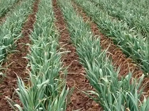 Ruta Nacional 40 Knm 45 Lujan de Cuyo Mendoza