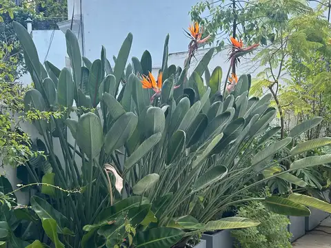 Venta Departamento 3 dormitorios en Palermo Chico