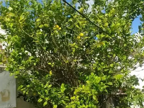 Terreno en Venta 20  mts Fondo