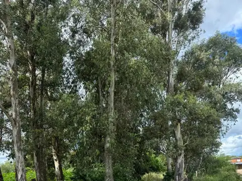 Terreno Colastine km 0