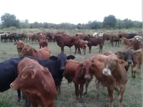 CAMPO EN FORMOSA 14.000 HAS MIXTO