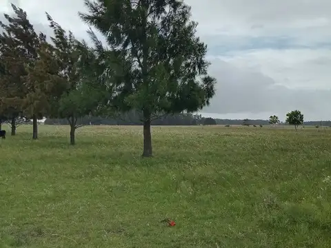 HECTAREAS  EN VENTA-VERÓNICA - PUNTA INDIO (25Ha)