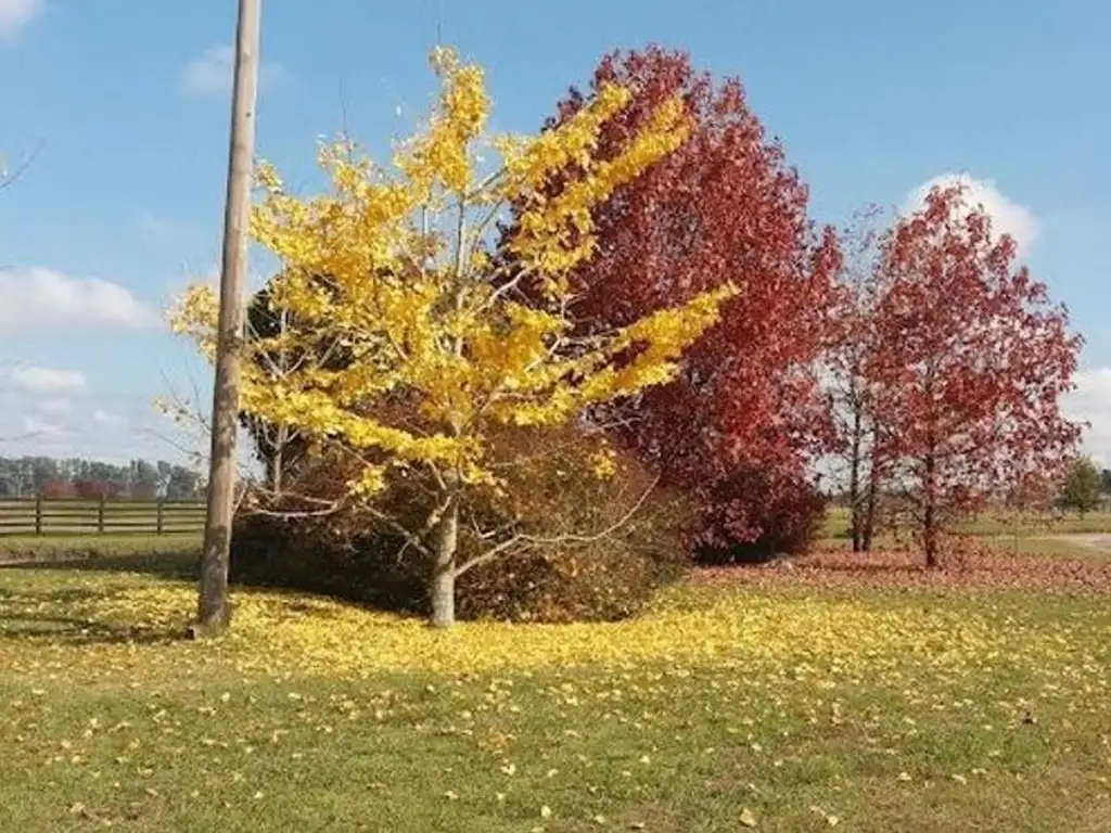 Terreno - 1  m² Total