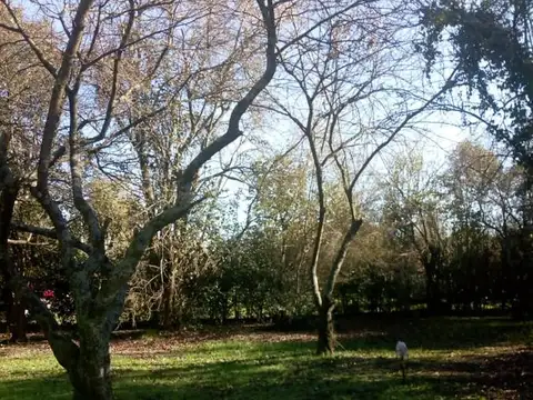 Gral. Lavalle 56