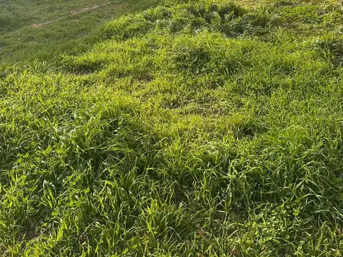 Terreno en Venta en San Nicolas de los Arroyos, USD 13.000