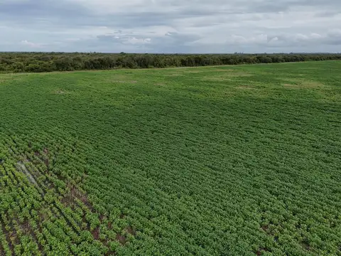 Campo en Venta de 115  ha