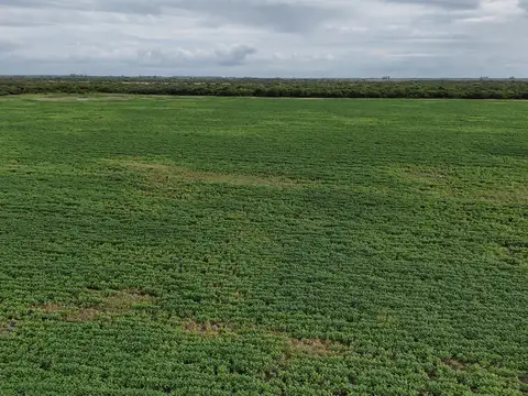 115 hectáreas en agricultura