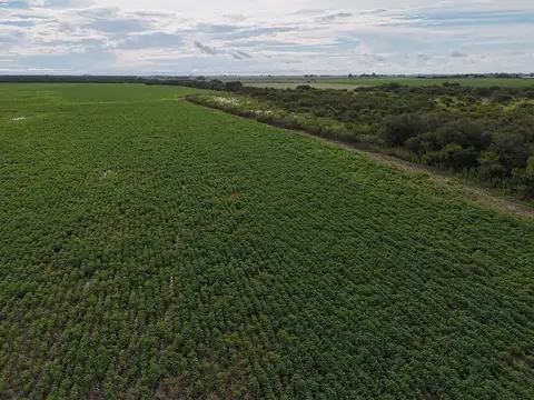 115 hectáreas en agricultura