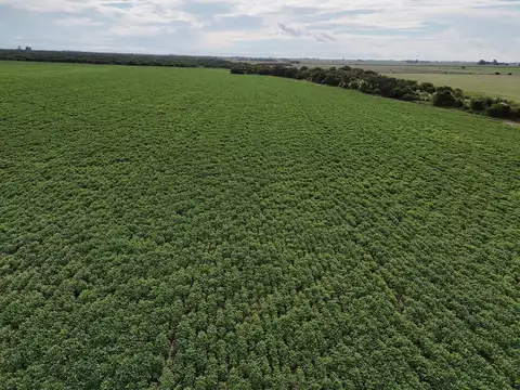 Campo en Venta de 115  ha