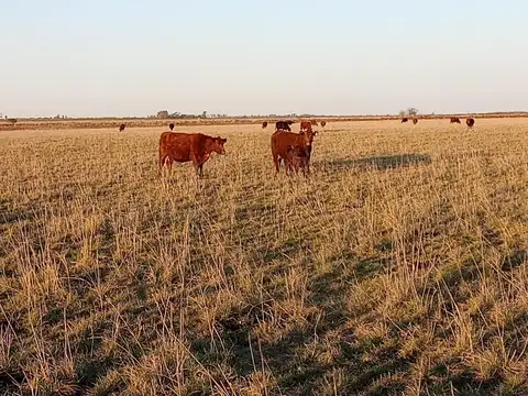 188 has. en San Jose de la Esquina