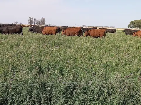 188 has. en San Jose de la Esquina