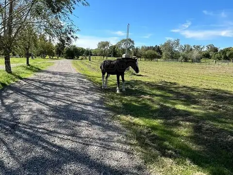 Beethoven-manzanares Sn 100