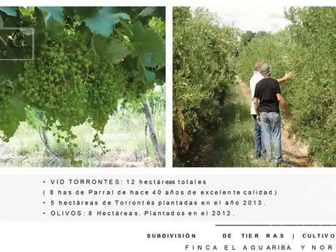 Campo - Finca Productiva de primer nivel, Mendoza, 80 hectareas