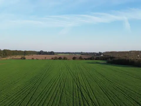 Se vende 25 hectáreas agricolas en Baradero
